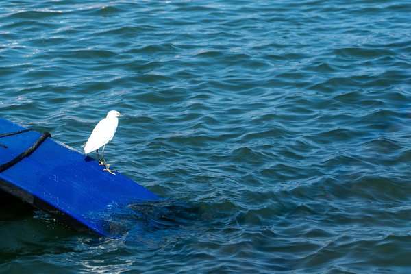 Les compléments alimentaires incontournables pour booster votre perte de poids